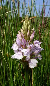 Dactylorhiza maculata (Orchidaceae)  - Dactylorhize maculé, Orchis tacheté, Orchis maculé - Heath Spotted-orchid Pas-de-Calais [France] 14/06/2003 - 20m