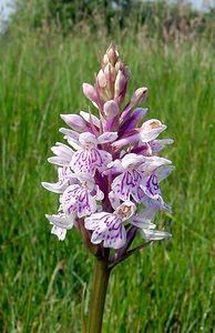 Dactylorhiza maculata (Orchidaceae)  - Dactylorhize maculé, Orchis tacheté, Orchis maculé - Heath Spotted-orchid Pas-de-Calais [France] 14/06/2003 - 20m