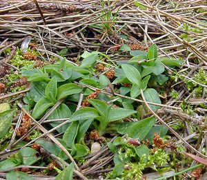 Goodyera repens (Orchidaceae)  - Goodyère rampante - Creeping Lady's-tresses [Goodyera repens] Pas-de-Calais [France] 28/06/2003 - 30m