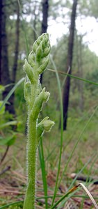 Goodyera repens (Orchidaceae)  - Goodyère rampante - Creeping Lady's-tresses [Goodyera repens] Pas-de-Calais [France] 28/06/2003 - 30m