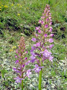 Gymnadenia conopsea (Orchidaceae)  - Gymnadénie moucheron, Orchis moucheron, Orchis moustique - Fragrant Orchid Aisne [France] 01/06/2003 - 120m