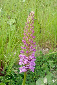 Gymnadenia densiflora (Orchidaceae)  - Gymnadénie à fleurs denses, Gymnadénie à épi dense, Orchis à fleurs denses Pas-de-Calais [France] 28/06/2003 - 70m