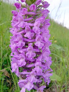 Gymnadenia densiflora (Orchidaceae)  - Gymnadénie à fleurs denses, Gymnadénie à épi dense, Orchis à fleurs denses Pas-de-Calais [France] 28/06/2003 - 70m