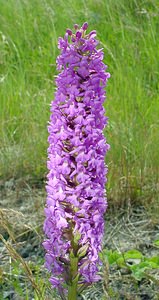 Gymnadenia densiflora (Orchidaceae)  - Gymnadénie à fleurs denses, Gymnadénie à épi dense, Orchis à fleurs denses Pas-de-Calais [France] 28/06/2003 - 70m