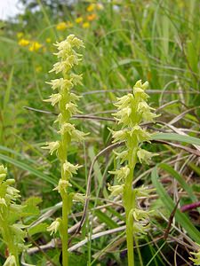 Herminium monorchis (Orchidaceae)  - Herminium à un seul tubercule, Orchis musc, Herminium clandestin - Musk Orchid Pas-de-Calais [France] 14/06/2003 - 150m