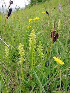 Herminium monorchis (Orchidaceae)  - Herminium à un seul tubercule, Orchis musc, Herminium clandestin - Musk Orchid Pas-de-Calais [France] 14/06/2003 - 150m