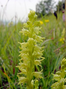 Herminium monorchis (Orchidaceae)  - Herminium à un seul tubercule, Orchis musc, Herminium clandestin - Musk Orchid Pas-de-Calais [France] 14/06/2003 - 150m