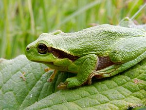 Hyla arborea (Hylidae)  - Rainette verte - Common Tree Frog Pas-de-Calais [France] 14/06/2003 - 40mindividu juv?nile