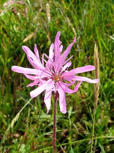 Lychnis flos-cuculi (Caryophyllaceae)  - Lychnide fleur-de-coucou, Lychnis fleur-de-coucou, Fleur-de-coucou, oeil-de-perdrix Pas-de-Calais [France] 14/06/2003 - 20m