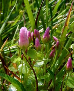 Lysimachia tenella (Primulaceae)  - Lysimaque délicate, Mouron délicat - Bog Pimpernel Pas-de-Calais [France] 14/06/2003 - 20m