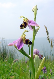 Ophrys apifera (Orchidaceae)  - Ophrys abeille - Bee Orchid Pas-de-Calais [France] 14/06/2003 - 20m