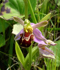 Ophrys apifera (Orchidaceae)  - Ophrys abeille - Bee Orchid Pas-de-Calais [France] 14/06/2003 - 20m