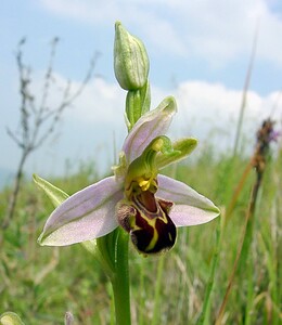 Ophrys apifera (Orchidaceae)  - Ophrys abeille - Bee Orchid Pas-de-Calais [France] 14/06/2003 - 20m