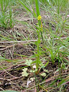Ranunculus sceleratus (Ranunculaceae)  - Renoncule scélérate, Renoncule à feuilles de céleri - Celery-leaved Buttercup Pas-de-Calais [France] 22/06/2003 - 10m