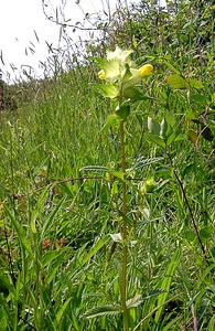 Rhinanthus minor (Orobanchaceae)  - Rhinanthe mineur, Petit cocriste, Petit rhinanthe, Rhinanthe à petites fleurs - Yellow-rattle Pas-de-Calais [France] 14/06/2003 - 80m
