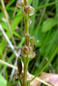 Triglochin palustris (Juncaginaceae)  - Troscart des marais - Marsh Arrowgrass Pas-de-Calais [France] 14/06/2003 - 20m