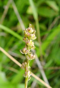 Triglochin palustris (Juncaginaceae)  - Troscart des marais - Marsh Arrowgrass Pas-de-Calais [France] 14/06/2003 - 20m
