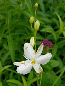 Anthericum ramosum (Asparagaceae)  - Phalangère rameuse, Anthéricum ramifié - Branched St Bernard's-lily Ardennes [France] 05/07/2003 - 270m