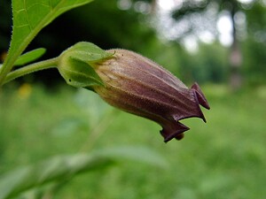 Atropa bella-donna (Solanaceae)  - Belladone, Bouton-noir, Atrope belladone - Deadly Nightshade Ardennes [France] 05/07/2003 - 270m