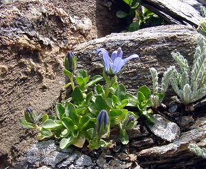 Campanula cenisia (Campanulaceae)  - Campanule du mont Cenis Savoie [France] 26/07/2003 - 2750m