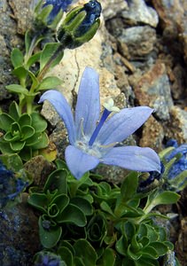 Campanula cenisia (Campanulaceae)  - Campanule du mont Cenis Savoie [France] 27/07/2003 - 2750m