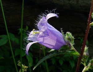 Campanula trachelium (Campanulaceae)  - Campanule gantelée, Gant de Notre-Dame, Ortie bleue - Nettle-leaved Bellflower Thuin [Belgique] 12/07/2003 - 260m