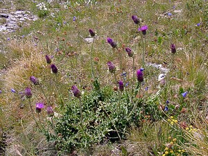 Carduus defloratus subsp. carlinifolius (Asteraceae)  - Chardon à feuilles de carline Savoie [France] 26/07/2003 - 2750m