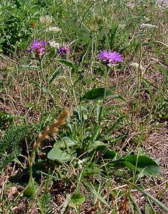 Centaurea jacea (Asteraceae)  - Centaurée jacée, Tête de moineau, Ambrette - Brown Knapweed Ain [France] 29/07/2003 - 550m