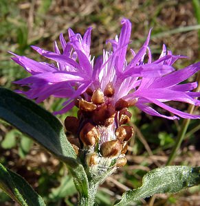 Centaurea jacea (Asteraceae)  - Centaurée jacée, Tête de moineau, Ambrette - Brown Knapweed Ain [France] 29/07/2003 - 550m