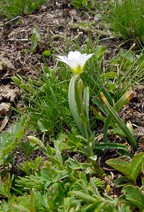 Cerastium alpinum (Caryophyllaceae)  - Céraiste des Alpes - Alpine Mouse-ear Savoie [France] 27/07/2003 - 2750m