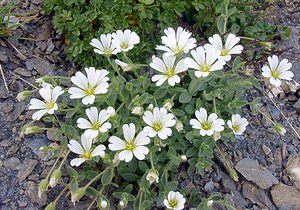 Cerastium latifolium (Caryophyllaceae)  - Céraiste à feuilles larges, Céraiste à larges feuilles Savoie [France] 27/07/2003 - 2750m