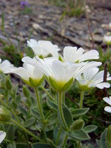 Cerastium latifolium (Caryophyllaceae)  - Céraiste à feuilles larges, Céraiste à larges feuilles Savoie [France] 27/07/2003 - 2750m