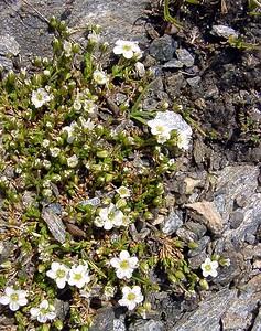 Cherleria laricifolia (Caryophyllaceae)  - Alsine à feuilles de Mélèze, Minuartie à feuilles de Mélèze Savoie [France] 27/07/2003 - 2750m