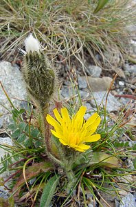 Crepis rhaetica (Asteraceae)  - Crépide des Alpes rhétiques, Crépide de Rhétie, Crépis de Rhétie Savoie [France] 26/07/2003 - 2750m