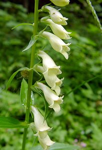 Digitalis lutea (Plantaginaceae)  - Digitale jaune - Straw Foxglove Ardennes [France] 05/07/2003 - 220m