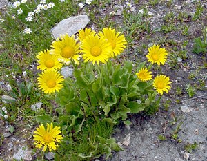 Doronicum grandiflorum (Asteraceae)  - Doronic à grandes fleurs Savoie [France] 26/07/2003 - 2750m