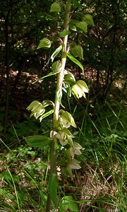 Epipactis helleborine (Orchidaceae)  - Épipactide helléborine, Épipactis à larges feuilles, Épipactis à feuilles larges, Elléborine à larges feuilles, Helléborine - Broad-leaved Helleborine Philippeville [Belgique] 12/07/2003 - 180m