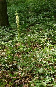 Epipactis leptochila (Orchidaceae)  - Épipactide à labelle étroit, Épipactis à labelle étroit - Narrow-lipped Helleborine Thuin [Belgique] 12/07/2003 - 230m