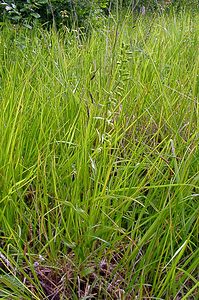 Epipactis muelleri (Orchidaceae)  - Épipactide de Müller, Épipactis de Müller Philippeville [Belgique] 05/07/2003 - 180m