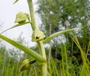 Epipactis muelleri (Orchidaceae)  - Épipactide de Müller, Épipactis de Müller Philippeville [Belgique] 05/07/2003 - 180m