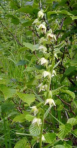 Epipactis muelleri (Orchidaceae)  - Épipactide de Müller, Épipactis de Müller Philippeville [Belgique] 05/07/2003 - 180m