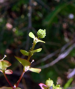 Euphorbia stricta (Euphorbiaceae)  - Euphorbe raide - Balkan Spurge Jura [France] 29/07/2003 - 1030m