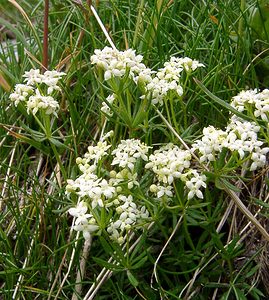 Galium lucidum (Rubiaceae)  - Gaillet luisant, Gaillet à feuilles luisantes Savoie [France] 26/07/2003 - 2750m