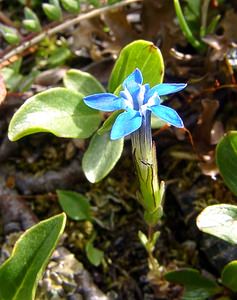 Gentiana nivalis (Gentianaceae)  - Gentiane des neiges - Alpine Gentian Savoie [France] 26/07/2003 - 2750m