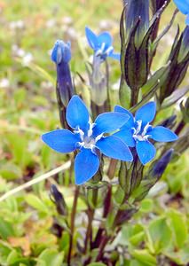 Gentiana nivalis (Gentianaceae)  - Gentiane des neiges - Alpine Gentian Savoie [France] 27/07/2003 - 2750m