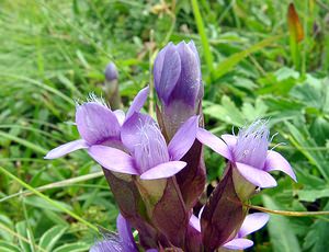 Gentianella campestris (Gentianaceae)  - Gentianelle des champs, Gentiane champêtre - Field Gentian Savoie [France] 25/07/2003 - 1940m