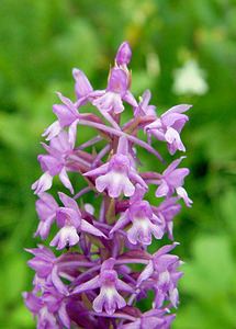 Gymnadenia conopsea Gymnadénie moucheron, Orchis moucheron, Orchis moustique Fragrant Orchid