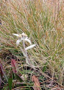 Leontopodium nivale (Asteraceae)  - Édelweiss des neiges - Edelweiss Savoie [France] 26/07/2003 - 2750m