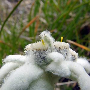 Leontopodium nivale (Asteraceae)  - Édelweiss des neiges - Edelweiss Savoie [France] 26/07/2003 - 2750m