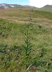 Lilium martagon (Liliaceae)  - Lis martagon, Lis de Catherine - Martagon Lily Savoie [France] 25/07/2003 - 1940m
